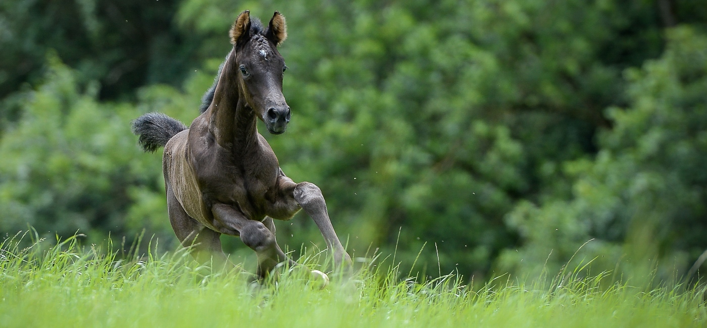 Fohlen galoppiert über eine Wiese