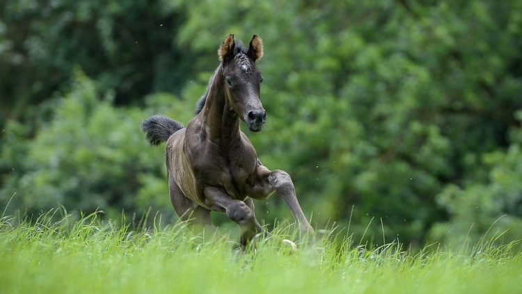 Fohlen galoppiert über eine Wiese