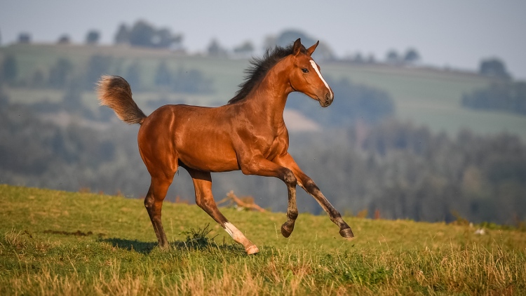 Jungpferd im Galopp