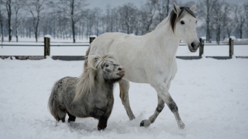 Pony und Pferd
