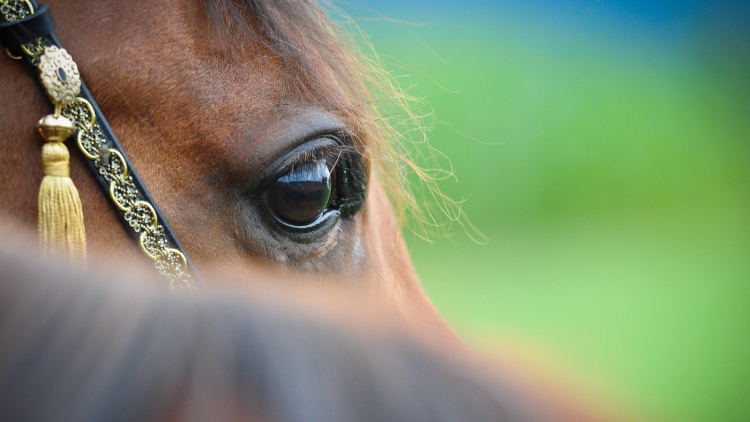 Pferd Portrait