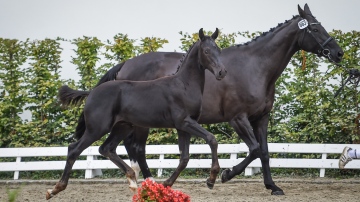 Zuchstute mit Fohlen
