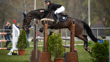 Pferd springt über Hindernis