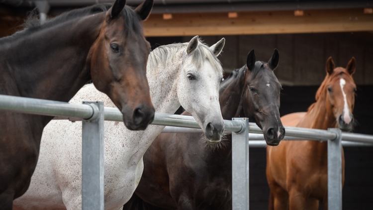 Pferde auf dem Paddock